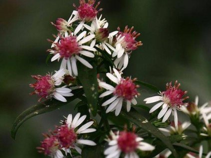 Astra prútnatá 'Prince'- Aster laterifolius 'Prince'