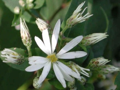 Astra rázcochatá - Aster divaricatus