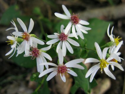 Astra rázcochatá - Aster divaricatus
