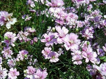 Tunika lomikameňovitá 'Rosette' - Petrorhagia saxifraga 'Rosette'