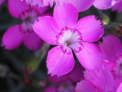 Klinček sivý 'Blauigel' - Dianthus gratianopolitanus 'Blauigel'