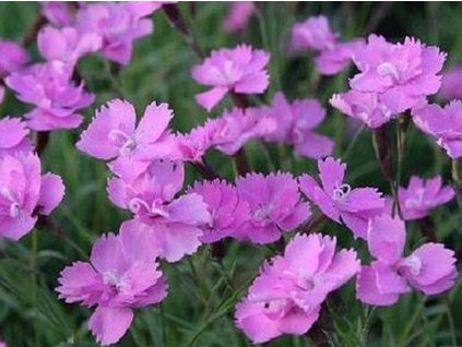 Klinček sivý 'Eydangeri' - Dianthus gratianopolitanus 'Eydangeri'