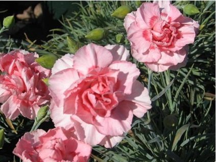 Klinček sivý 'Helen' - Dianthus gratianopolitanus 'Helen'