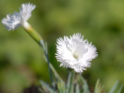 Klinček sivý 'Ohrid' - Dianthus gratianopolitanus 'Ohrid'