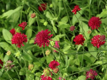 Chrastavec macedónsky 'Red Knight' - Knautia macedonica 'Red Knight'