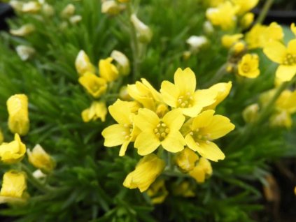 Chudôbka vždyzelená - Draba aizoides