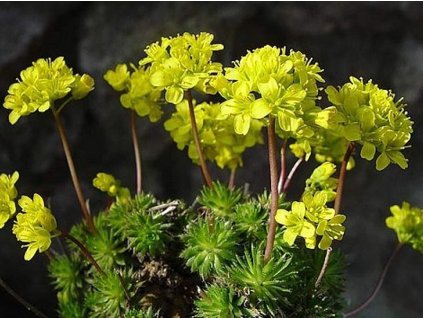 Chudôbka vždyzelená - Draba aizoides