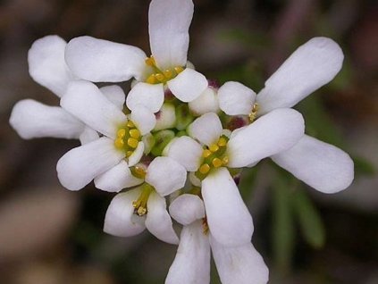 Iberka skalná- Iberis saxatilis