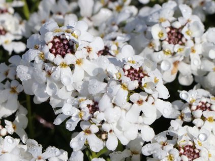 Iberka skalná- Iberis saxatilis