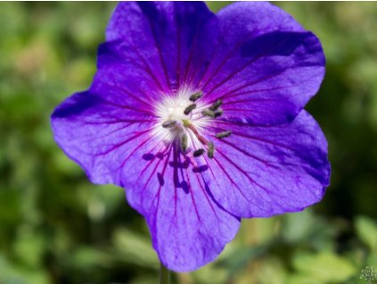 Pakost himalájský 'Gravetye' - Geranium himalayense 'Gravetye'