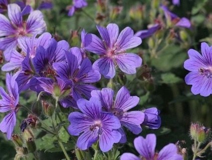 Pakost vznešený 'Rosemoor' - Geranium x magnificum 'Rosemoor'