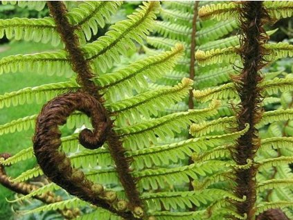 Papraď Wallichova - Dryopteris wallichiana