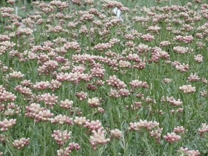 Plešivec dvojdomý 'Bright Rose' - Antennaria dioica 'Bright Rose'