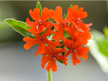 Kukučka hustokvetá - Lychnis chalcedonica
