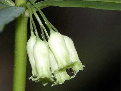 Kokorík praslenatý - Polygonatum verticillatum