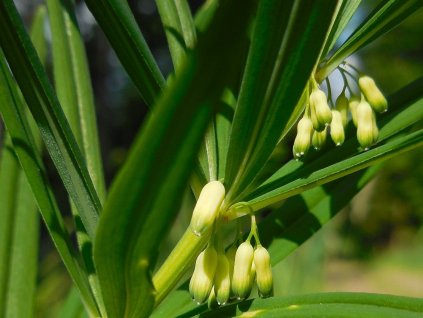Kokorík praslenatý - Polygonatum verticillatum  Polygonatum verticillatum