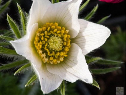 Koniklec obecný 'Alba' - Pulsatilla vulgaris 'Alba'