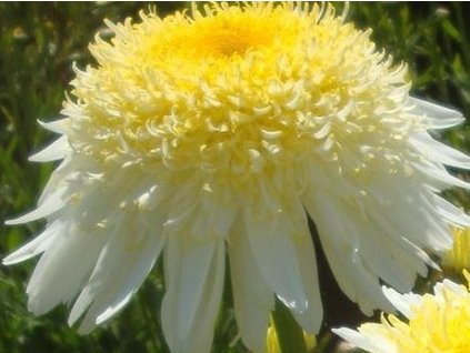 Kopretina  'Real Glory'- Leucanthemum 'Real Glory'