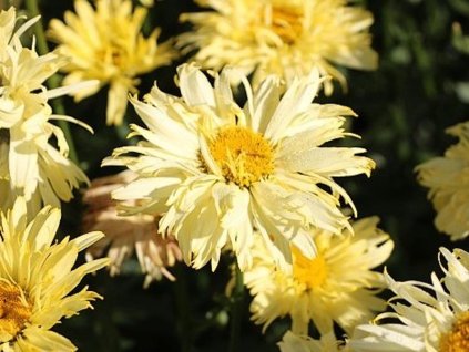 Margaréta 'Goldfinch' - Leucanthemum 'Goldfinch'