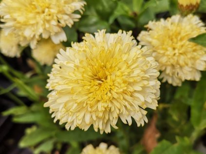 Kopretina 'Luna' - Leucanthemum 'Luna'