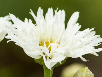 Margaréta 'Snowdrift' - Leucanthemum x superbum 'Snowdrift'