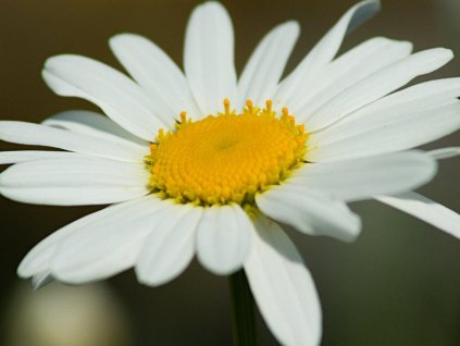 Margaréta biela 'Maikonigin' - Leucanthemum vulgare 'Maikonigin'