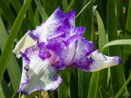 Iris Autumn Circus (1)