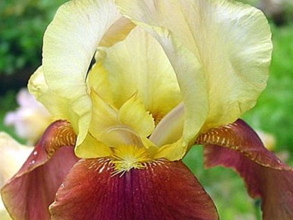 Kosatec nemecký 'Broadway Star' - Iris germanica 'Broadway Star'