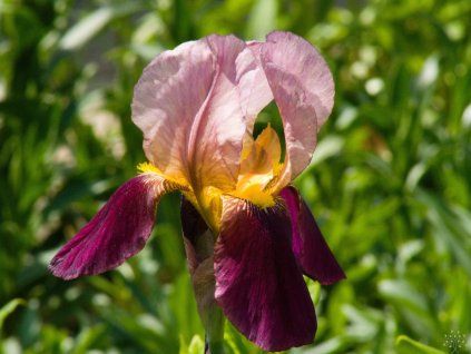 Iris Indian Chief