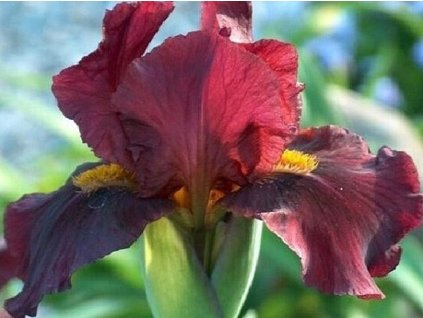 Kosatec nemecký 'Red Orchid' - Iris germanica 'Red Orchid'