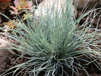 Kostřava popelavá 'Eisvogel' - Festuca cinerea 'Eisvogel'