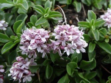 Kozlík rozkladitý - Valeriana supina