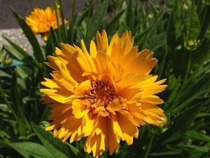 Kráska veľkoúborová 'Early Sunrise' - Coreopsis grandiflora 'Early Sunrise'