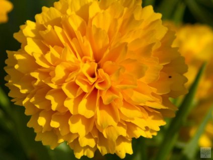 Kráska veľkoúborová 'Solanna Golden Sphere' - Coreopsis grandiflora 'Solanna Golden Sphere'