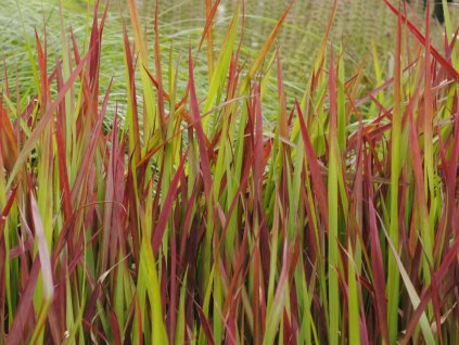 Imperáta valcovitá 'Red Baron' - Imperata cylindrica 'Red Baron'