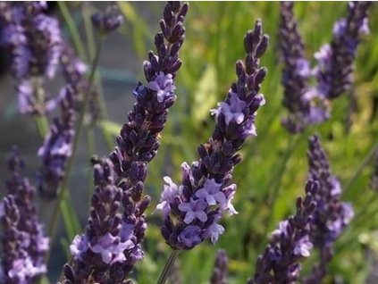 Levanduľa prostredná 'Grosso' - Lavandula x intermedia 'Grosso'