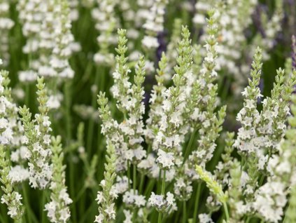 Levanduľa prostredná 'Edelweiss' - Lavandula x intermedia 'Edelweiss'