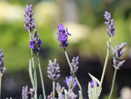 Levanduľa úzkolistá 'Silver Mist' - Lavandula angustifolia 'Silver Mist'