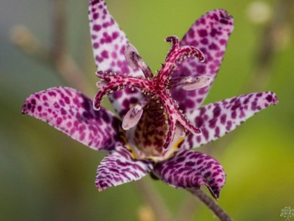 Ľaliovka srstnatá var. masamunei - Tricyrtis hirta var. masamunei