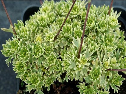 Lomikameň Arendsov 'Argenteovariegata' - Saxifraga x arendsii 'Argenteovariegata'