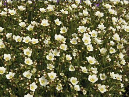 Lomikameň Arendsov 'Marto White' - Saxifraga x arendsii 'Marto White'