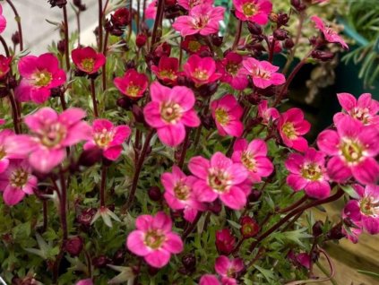 Lomikameň Arendsov 'Peter Pan' - Saxifraga x arendsii 'Peter Pan'