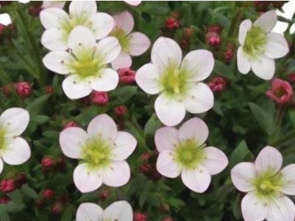 Lomikameň Arendsov 'Pixie Pan Appleblossom' - Saxifraga x arendsii 'Pixie Pan Appleblossom'