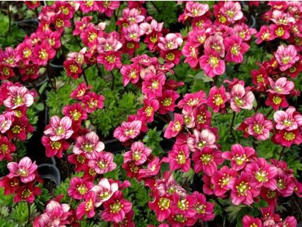 Lomikameň Arendsov 'Triumph' - Saxifraga x arendsii 'Triumph'