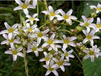 Lomikameň  Hostov - Saxifraga hostii