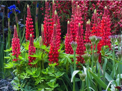 Lupína Nanus Russell 'Gallery Rot' - Lupinus Nanus Russell 'Gallery Rot'