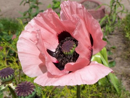 Mak východný 'Prinzessin Vict. Louise' - Papaver orientale 'Prinzessin Vict. Louise'