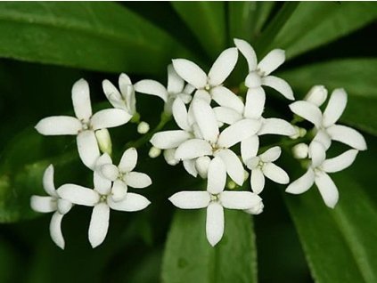 Marinka voňavá (Galium) - Asperula odorata (Galium)