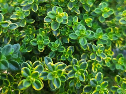 Materina dúška citrónová 'Aureus' - Thymus x citriodorus 'Aureus'