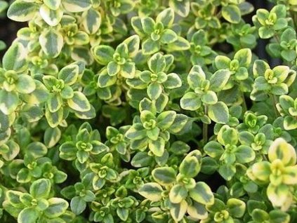 Materinadúška citrónová 'Lemon Variegata' - Thymus x citriodorus 'Lemon Variegata'